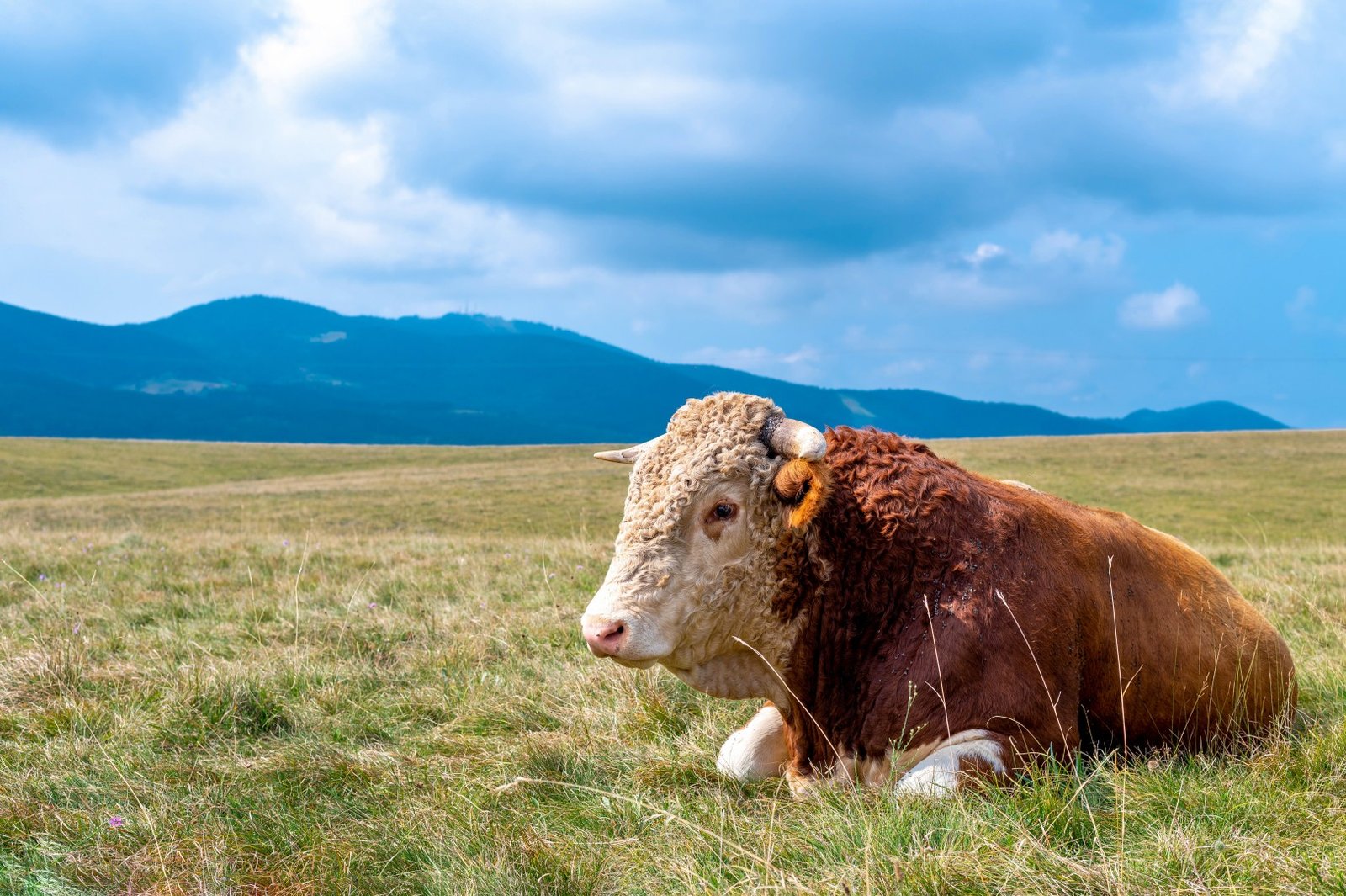 A brown and white cow rests peacefully in a grassy pasture with mountains in the background, showing our natural sourcing.