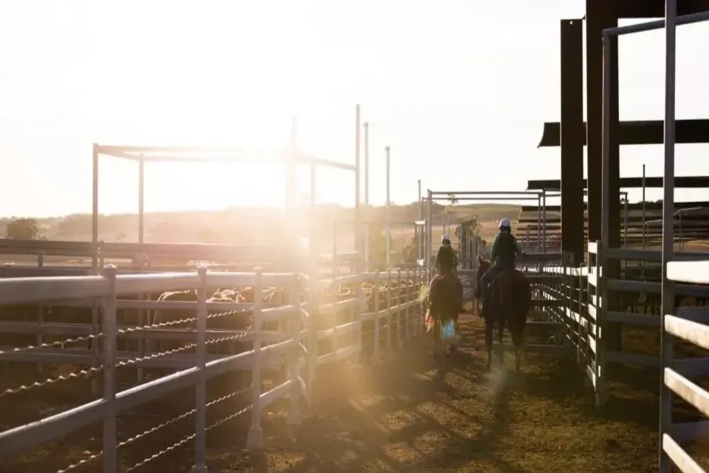 Cattle ranch yard with cowboys herding livestock at sunset