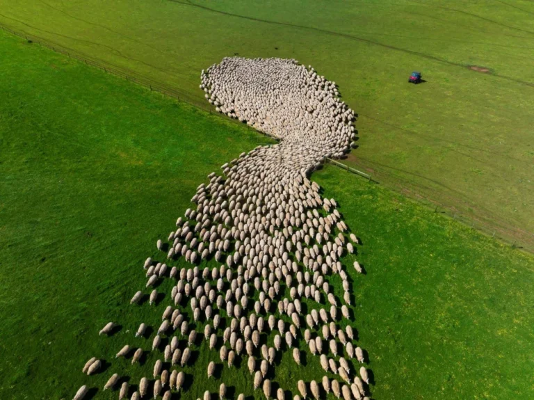 Australian Quality Meat Export to Cambodia